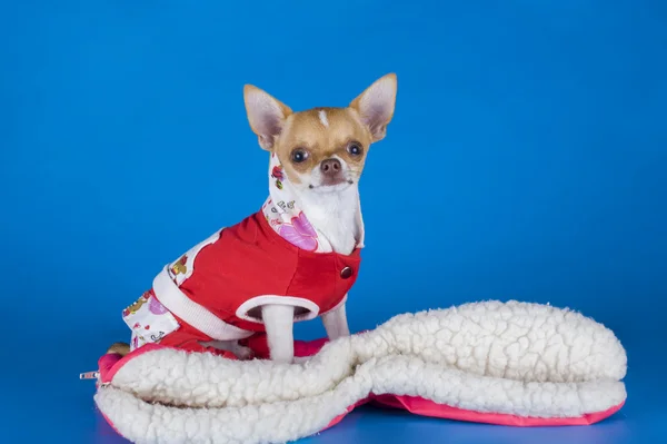 Kleine Chihuahua-Kleidung auf blauem Hintergrund — Stockfoto