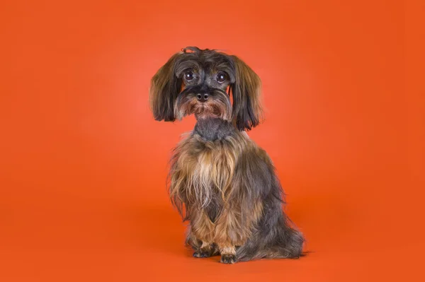 Perro Raza la orquídea de Petersburgo sobre fondo naranja —  Fotos de Stock