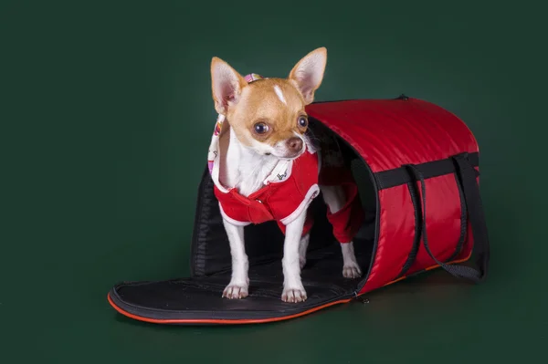 Chihuahua im Haus — Stockfoto