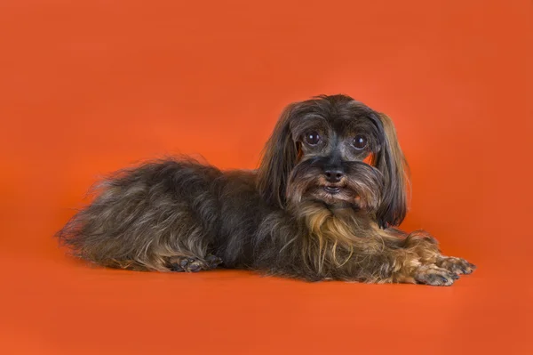 Perro Raza la orquídea de Petersburgo sobre fondo naranja — Foto de Stock