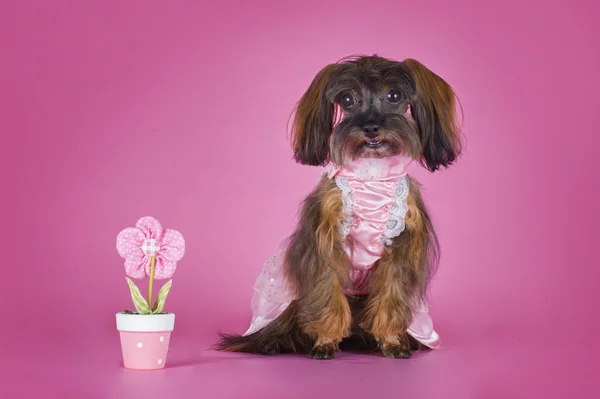 Hond ras de petersburg orchidee in een trouwjurk op een roze bac — Stockfoto