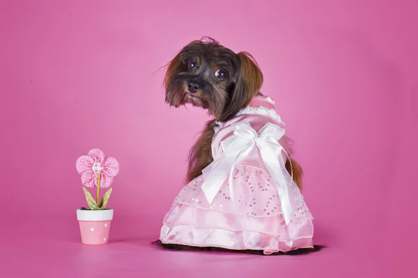 Hond ras de petersburg orchidee in een trouwjurk op een roze bac — Stockfoto