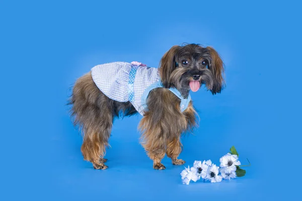 Perro Raza la orquídea de Petersburgo sobre fondo azul — Foto de Stock