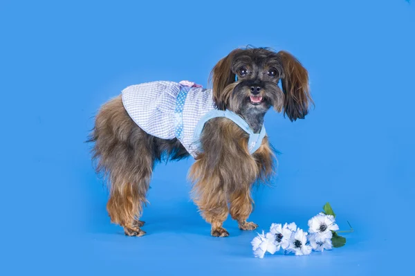 Hond ras de petersburg orchidee op blauwe achtergrond — Stockfoto