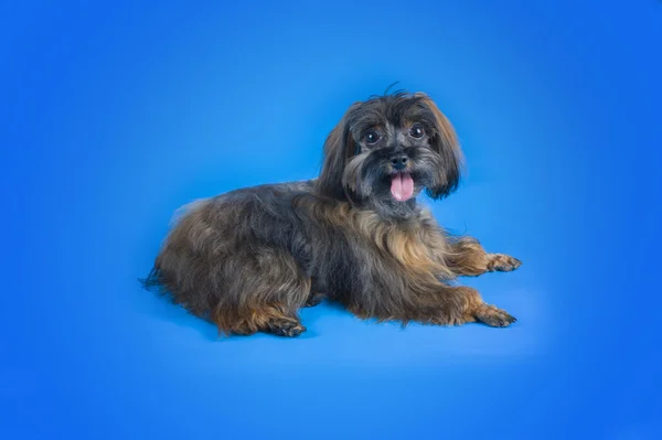 Dog Breed the Petersburg orchid on blue background — Stock Photo, Image