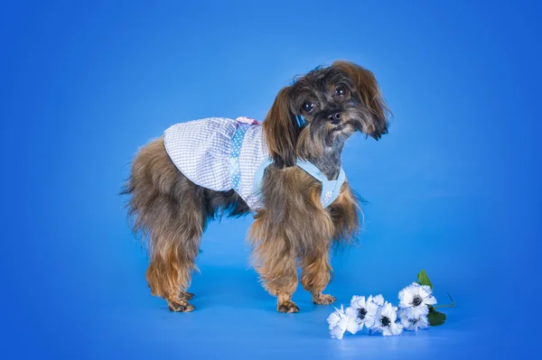 Dog Breed a orquídea de Petersburgo em fundo azul — Fotografia de Stock