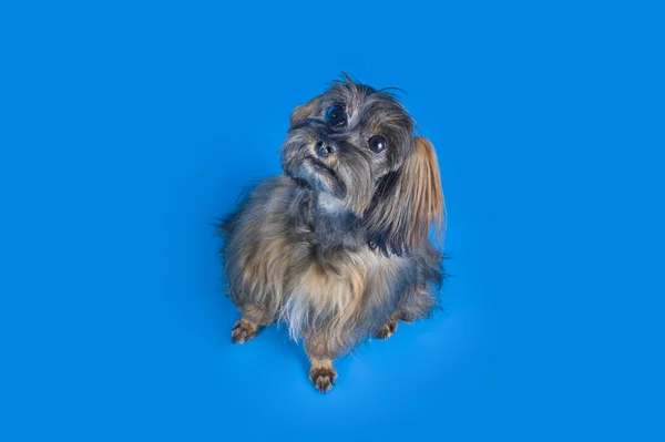 Perro Raza la orquídea de Petersburgo sobre fondo azul —  Fotos de Stock