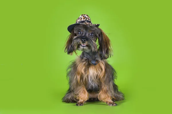 Pies rasy orchidea petersburg w kowbojski kapelusz na zielony backg — Zdjęcie stockowe