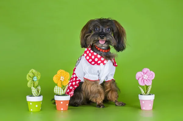 Dog Breed the Petersburg orchid in a dress on a green background — Stock Photo, Image
