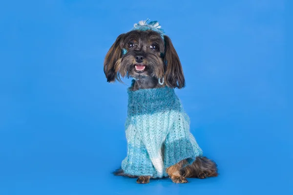 Raça de cão a orquídea de Petersburgo em uma suéter em um backgroun azul — Fotografia de Stock