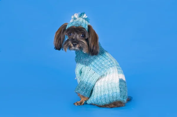 Perro Raza la orquídea de Petersburg en un suéter sobre un fondo azul —  Fotos de Stock