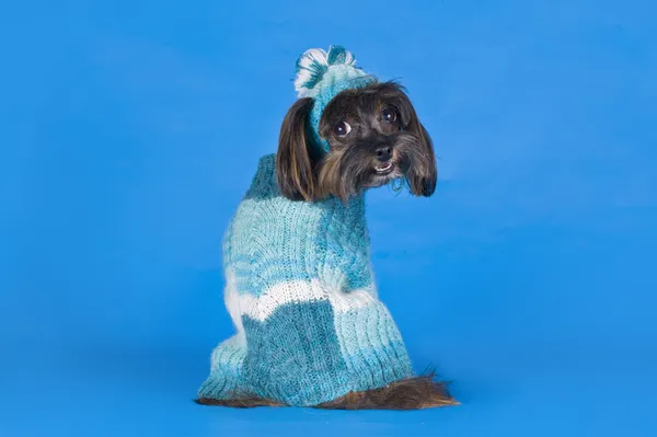 Perro Raza la orquídea de Petersburg en un suéter sobre un fondo azul — Foto de Stock