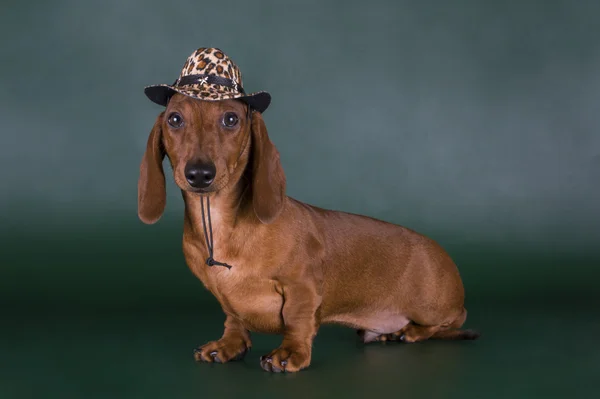 Dachshund vestido como um cowboy em um fundo isolado escuro — Fotografia de Stock