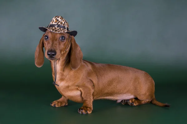 Dachshund vestido como um cowboy em um fundo isolado escuro — Fotografia de Stock