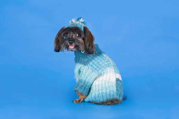 Perro Raza la orquídea de Petersburg en un suéter sobre un fondo azul —  Fotos de Stock