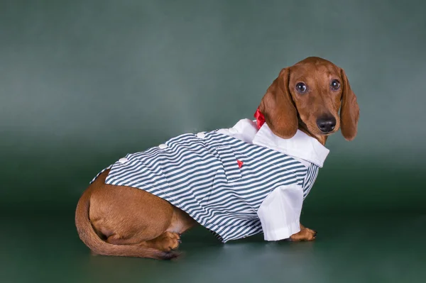 Dachshund en un traje aislado sobre fondo oscuro — Foto de Stock