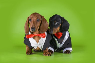 arkadaşlar dachshund kuyrukları içinde