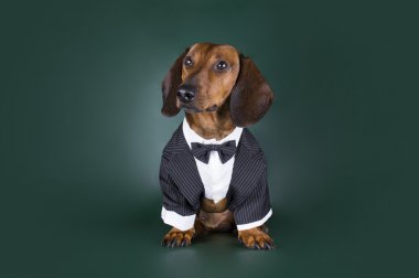 Dachshund karanlık bir arka plan resmi kıyafetli