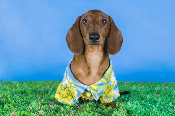 Teckel dragen van een shirt in het gras — Stockfoto