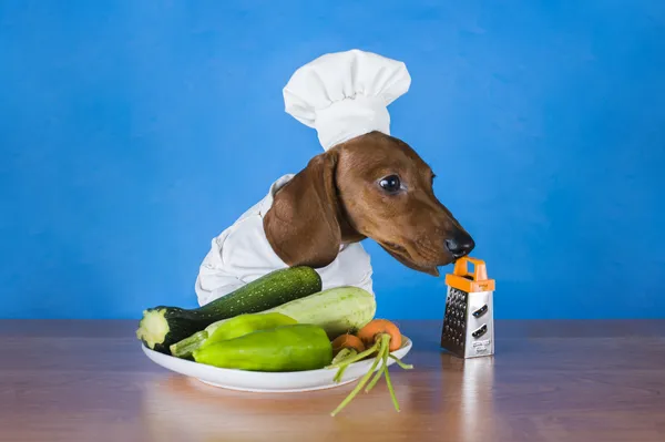 Dackel als Koch auf blauem Hintergrund — Stockfoto