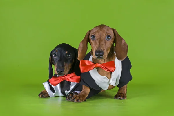 Friends dachshund in tails — Stock Photo, Image
