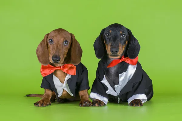 Friends dachshund in tails — Stock Photo, Image