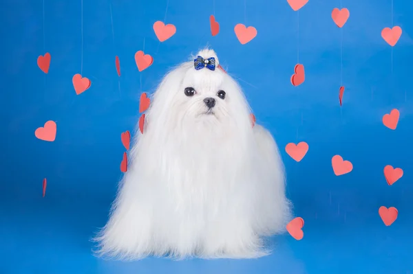 Maltese - an angel with love — Stock Photo, Image