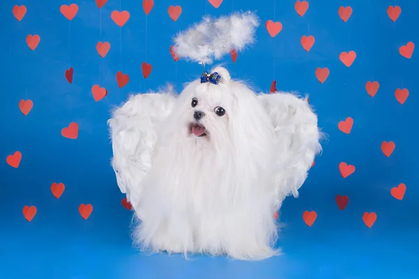 Maltese - an angel with love — Stock Photo, Image