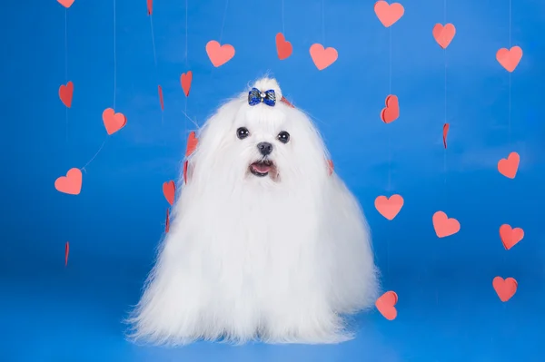 Maltese - an angel with love — Stock Photo, Image