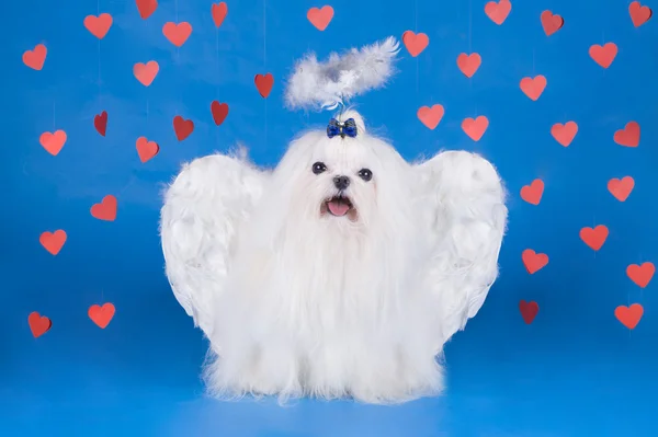 Maltese - an angel with love — Stock Photo, Image