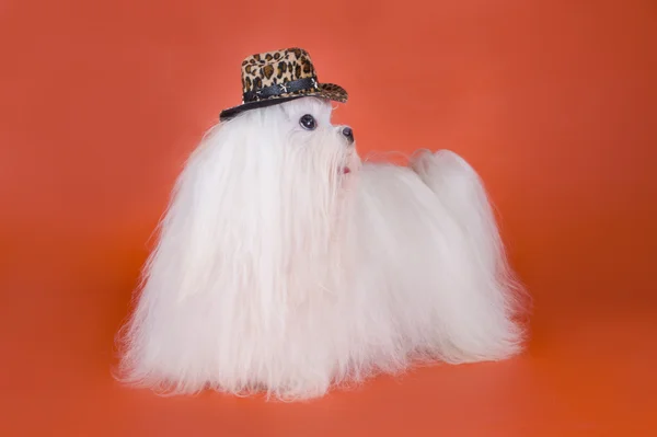 Maltese in a cowboy hat on a red background — Stock Photo, Image