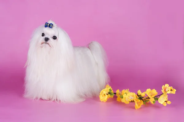 Maltese su sfondo rosa — Foto Stock