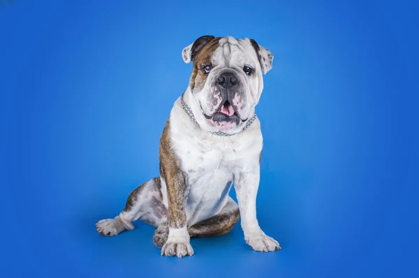 Bulldog på blå bakgrund — Stockfoto