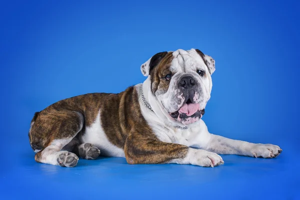 Bulldog på blå bakgrund — Stockfoto