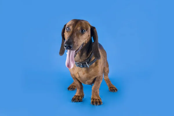 Mavi arkaplanda Dachshund — Stok fotoğraf