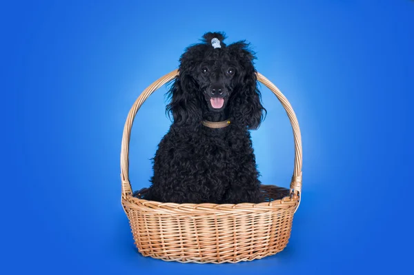 Caniche negro en una canasta sobre fondo azul — Foto de Stock