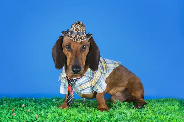 Dachshund kıyafetleri çim — Stok fotoğraf