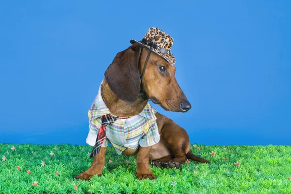 Dachshund clothes on the grass — Stock Photo, Image