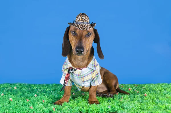 Dachshund clothes on the grass — Stock Photo, Image