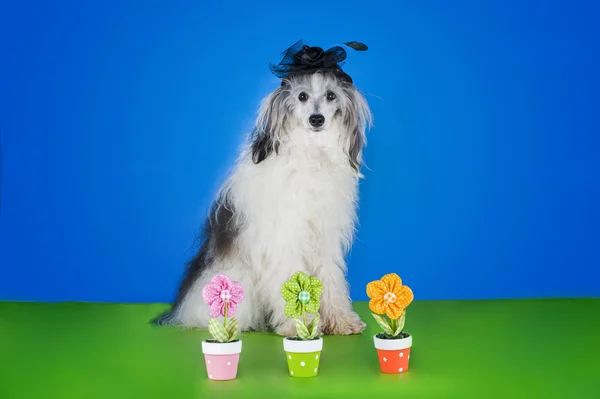 Chinese Crested in a hat on a colored background — Stock Photo, Image