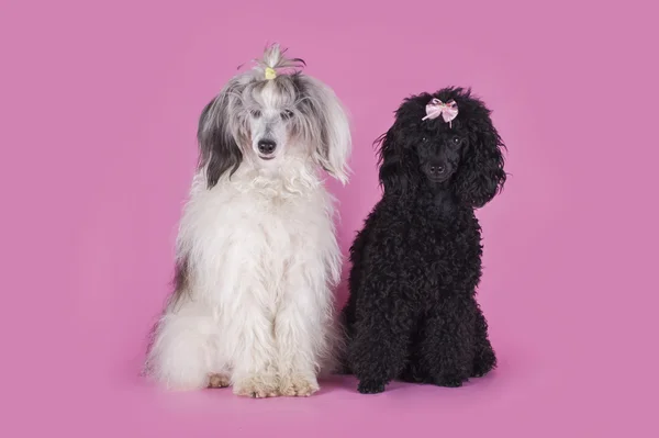 中国冠毛犬和贵宾犬在粉红色的背景上 — 图库照片