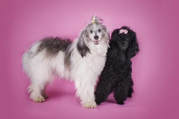 Chinese Crested and Poodle on pink background — Stock Photo, Image