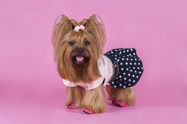 Terrier yorkshersky na moda em um contexto rosa — Fotografia de Stock