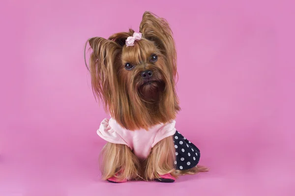 Trendiga yorkshersky terrier på rosa bakgrund — Stockfoto