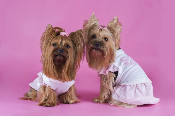 Terrier yorkshersky na moda em um contexto rosa — Fotografia de Stock