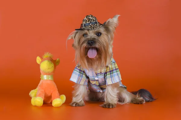 Yorkshire Terrier dressed as a cowboy — Stock Photo, Image