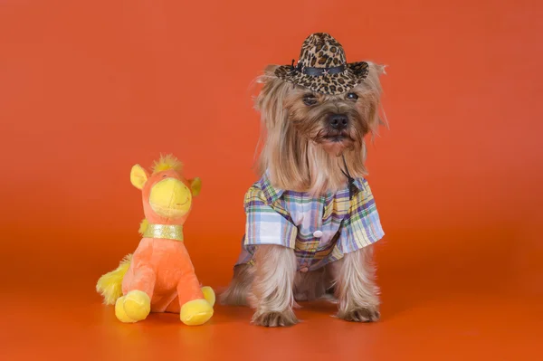 Yorkshire Terrier dressed as a cowboy — Stock Photo, Image