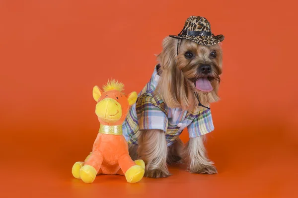 Yorkshire Terrier dressed as a cowboy — Stock Photo, Image
