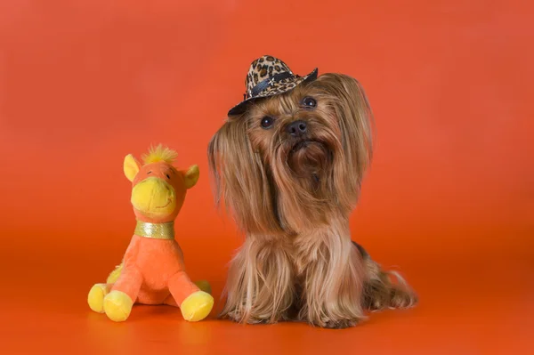 Yorkshire terrier, ubrany w kowbojem — Zdjęcie stockowe