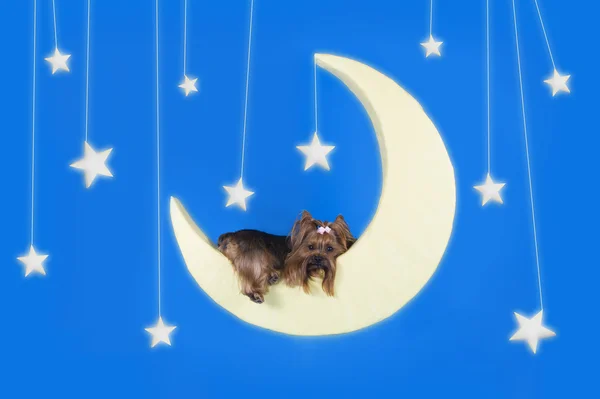 约克夏狗睡在月亮上 — 图库照片